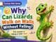 Why can lizards walk on walls without falling - kid-friendly science explanation