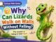 Why can lizards walk on walls without falling - kid-friendly science explanation