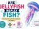 Are jellyfish really fish? Colorful jellyfish illustration explaining why jellyfish are not true fish in a fun, kid-friendly way.