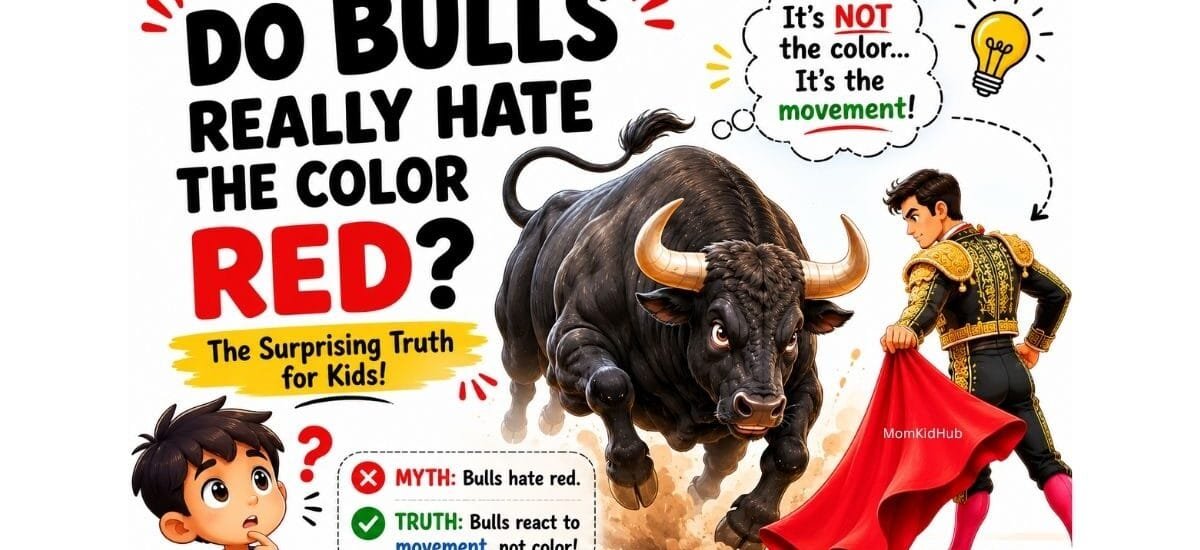 Bull charging toward a matador with a red cape explaining the myth about bulls and the color red.