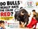 Bull charging toward a matador with a red cape explaining the myth about bulls and the color red.