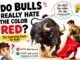 Bull charging toward a matador with a red cape explaining the myth about bulls and the color red.