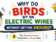 Why do birds sit on electric wires without getting shocked? Easy science explanation for kids with a bird on a power line.