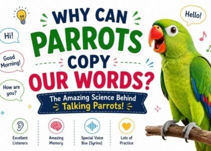 A colorful parrot explaining why parrots can copy human words in a fun educational science blog for kids.