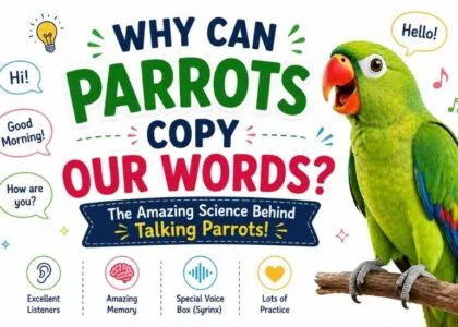 A colorful parrot explaining why parrots can copy human words in a fun educational science blog for kids.