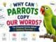A colorful parrot explaining why parrots can copy human words in a fun educational science blog for kids.