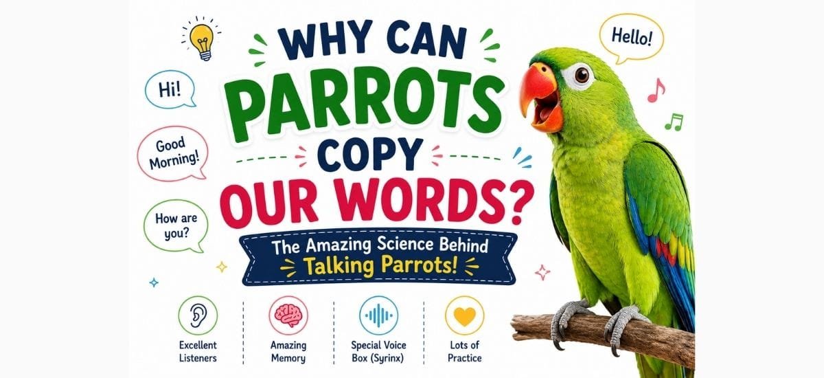 A colorful parrot explaining why parrots can copy human words in a fun educational science blog for kids.