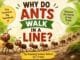A line of ants following a pheromone trail while carrying food, explaining why ants walk in a line for kids.