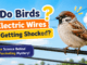 Why do birds sit on electric wires without getting shocked? Easy science explanation for kids with a bird on a power line.