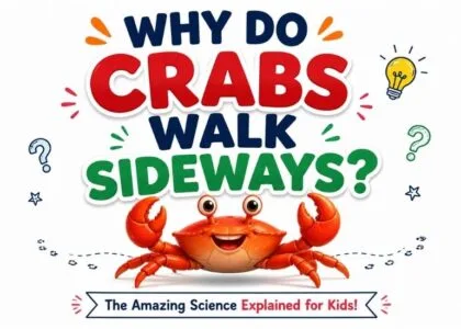 Why Do Crabs Walk Sideways? Fun Science Explained for Kids