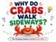 Why Do Crabs Walk Sideways? Fun Science Explained for Kids