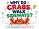 Why Do Crabs Walk Sideways? Fun Science Explained for Kids