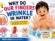 Why do our fingers wrinkle in water? Child looking at wrinkly fingertips after a bath.