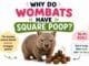 Cute wombat with cube-shaped poop explaining why wombats have square poop in a fun and educational way for kids.