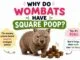 Cute wombat with cube-shaped poop explaining why wombats have square poop in a fun and educational way for kids.