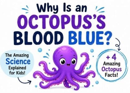 Why is an octopus's blood blue? Cute octopus illustration explaining blue blood for kids.