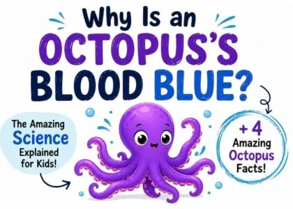 Why is an octopus's blood blue? Cute octopus illustration explaining blue blood for kids.