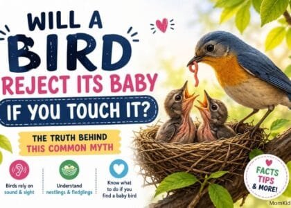 Will a bird reject its baby if you touch it? Parent bird feeding its baby chicks in a nest.