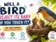 Will a bird reject its baby if you touch it? Parent bird feeding its baby chicks in a nest.