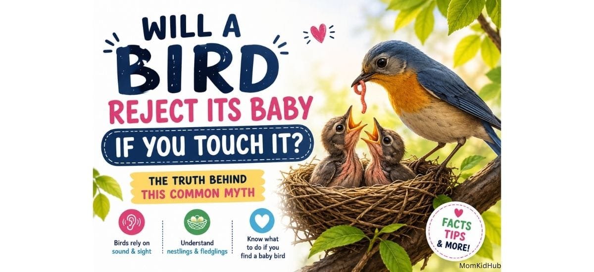 Will a bird reject its baby if you touch it? Parent bird feeding its baby chicks in a nest.